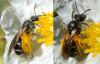 Lasioglossum sp.